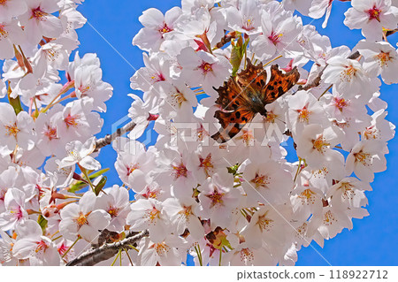 大阪市君町町自然公園 大阪市君町町自然公園 118922712