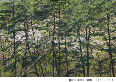 Iwagami Forest of Friendship Iwagami Forest of Friendship 118922803