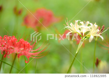 群集孤挺花 118922895