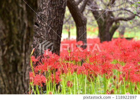 群集孤挺花 群集孤挺花 118922897