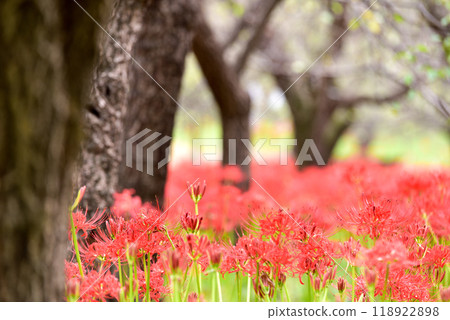Cluster amaryllis 118922898