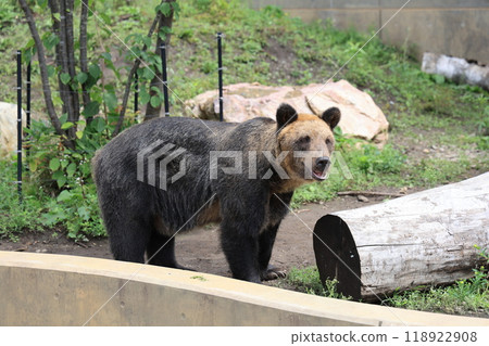 Walking brown bear 118922908