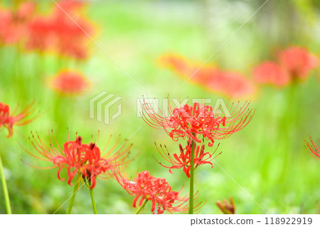 群集孤挺花 118922919