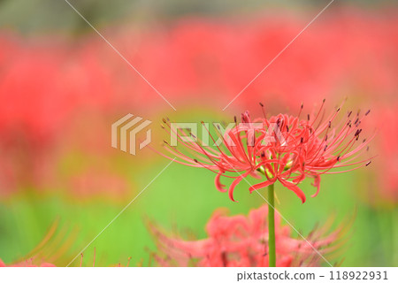 Cluster amaryllis Cluster amaryllis 118922931