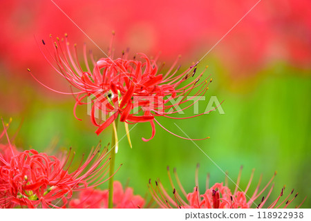 群集孤挺花 群集孤挺花 118922938