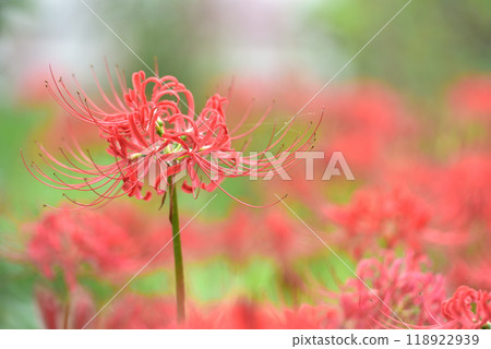 群集孤挺花 群集孤挺花 118922939