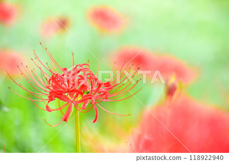 群集孤挺花 群集孤挺花 118922940