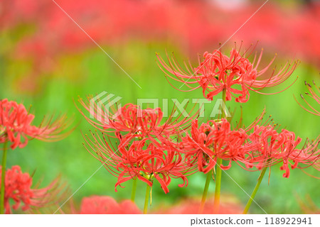 群集孤挺花 群集孤挺花 118922941