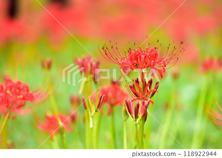 Cluster amaryllis Cluster amaryllis 118922944