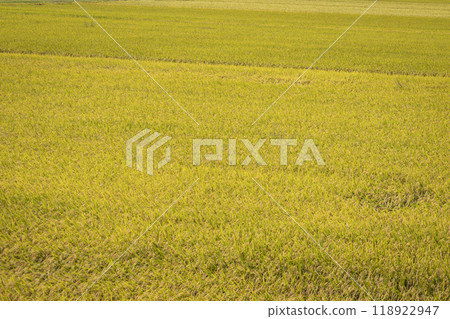 金色的閃閃發光的鄉村 118922947