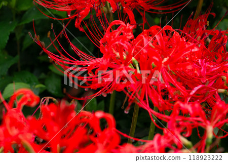 Crimson blooming red spider lilies [Autumn] 118923222