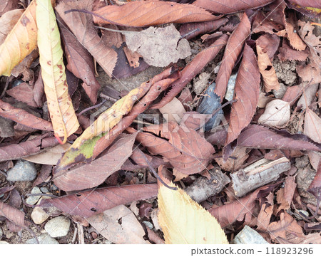 Fallen leaves spread on the ground Fallen leaves spread on the ground 118923296