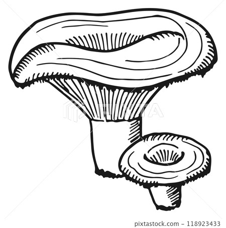 Russula mushroom. Forest nature symbol. Fresh fungus 118923433