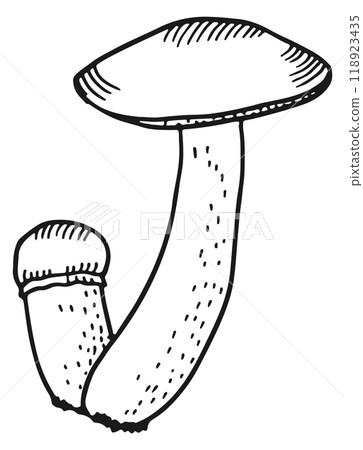 Boletus mushroom drawing. Wild growing woodland fungus Boletus mushroom drawing. Wild growing woodland fungus 118923435