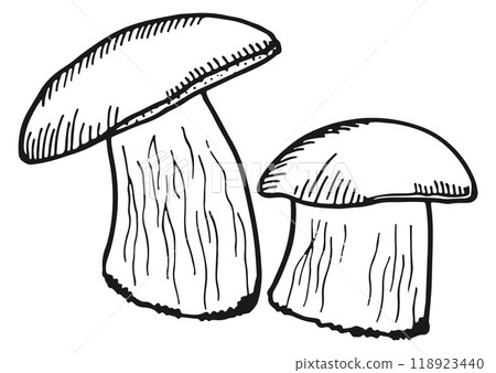 Porcini mushroom doodle. Edible forest fungus icon Porcini mushroom doodle. Edible forest fungus icon 118923440