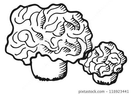 Truffle fungus. Delicious edible mushroom doodle sketch 118923441