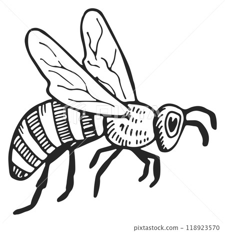 Bee hand drawing. Honey insect ink sketch Bee hand drawing. Honey insect ink sketch 118923570