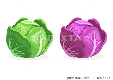 Vector Flat Cartoon Style Colorful Cabbage Set. Detailed Green and Purple Cabbage Head Illustration. Vegetable Icons. Cartoon Colorful Cabbage Vector Flat Cartoon Style Colorful Cabbage Set. Detailed Green and Purple Cabbage Head Illustration. Vegetable Icons. Cartoon Colorful Cabbage 118923573