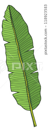 Jungle forest foliage element. Tropical tree leaf 118923583
