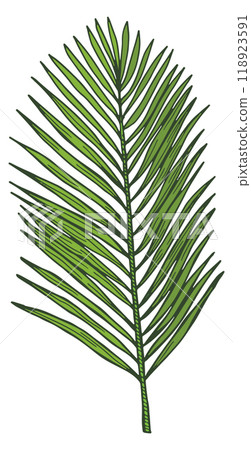 Palm frond icon. Tropical tree branch drawing 118923591