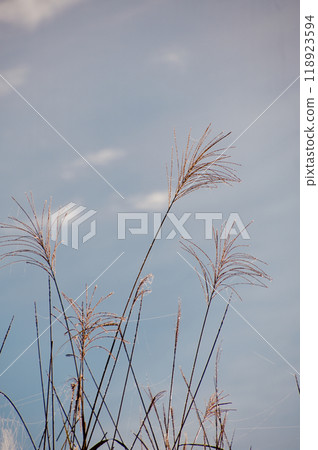 Silver grass wet with morning dew, sky in the background, copy space, vertical photo Silver grass wet with morning dew, sky in the background, copy space, vertical photo 118923594