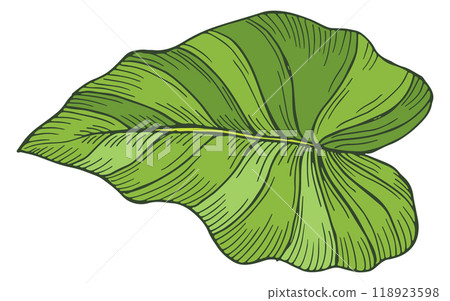 Green leaf of exotic plant. Tropical forest flora 118923598