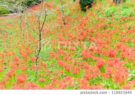 Autumn Spider Lilies Funaoka Castle Ruins Park 118923844