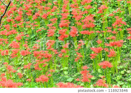 Autumn Spider Lilies Funaoka Castle Ruins Park 118923846