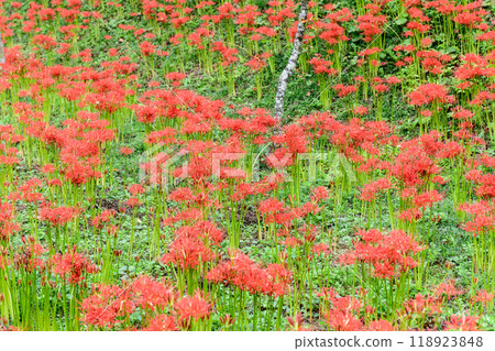Autumn Spider Lilies Funaoka Castle Ruins Park 118923848