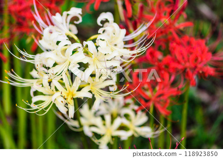 Autumn Spider Lilies Funaoka Castle Ruins Park Autumn Spider Lilies Funaoka Castle Ruins Park 118923850