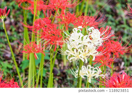 Autumn Spider Lilies Funaoka Castle Ruins Park Autumn Spider Lilies Funaoka Castle Ruins Park 118923851