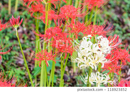 秋季文殊社船岡城址公園 118923852