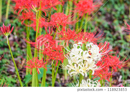 Autumn Spider Lilies Funaoka Castle Ruins Park Autumn Spider Lilies Funaoka Castle Ruins Park 118923853