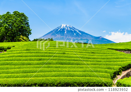 Early summer in Obuchisasaba, Shizuoka - New tea fields and Mt. Fuji - Early summer in Obuchisasaba, Shizuoka - New tea fields and Mt. Fuji - 118923932