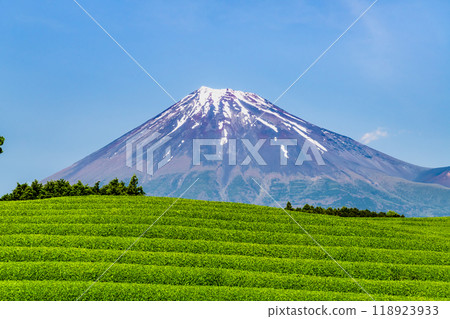 Early summer in Obuchisasaba, Shizuoka - New tea fields and Mt. Fuji - 118923933