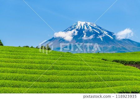 Early summer in Obuchisasaba, Shizuoka - New tea fields and Mt. Fuji - Early summer in Obuchisasaba, Shizuoka - New tea fields and Mt. Fuji - 118923935