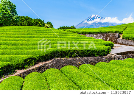 初夏的靜岡小淵笹羽~新芽茶田與富士山~ 初夏的靜岡小淵笹羽~新芽茶田與富士山~ 118923937