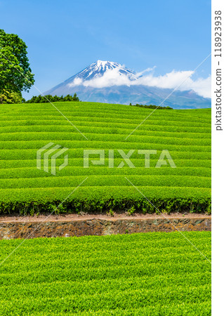 初夏的靜岡小淵笹羽~新芽茶田與富士山~ 初夏的靜岡小淵笹羽~新芽茶田與富士山~ 118923938