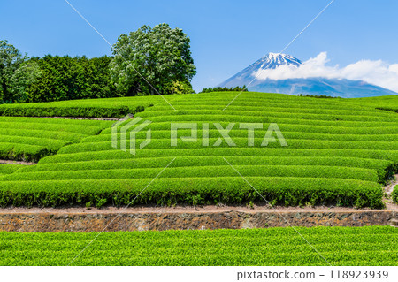 Early summer in Obuchisasaba, Shizuoka - New tea fields and Mt. Fuji - Early summer in Obuchisasaba, Shizuoka - New tea fields and Mt. Fuji - 118923939