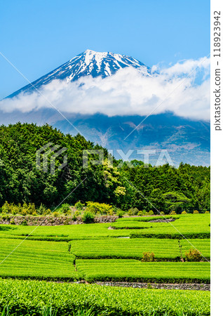 初夏的靜岡小淵笹羽~新芽茶田與富士山~ 初夏的靜岡小淵笹羽~新芽茶田與富士山~ 118923942