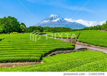 初夏的靜岡小淵笹羽～新芽茶田與富士山～ 118923948