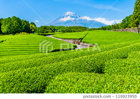 Early summer in Obuchisasaba, Shizuoka - New tea fields and Mt. Fuji - Early summer in Obuchisasaba, Shizuoka - New tea fields and Mt. Fuji - 118923950