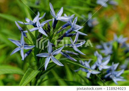 長子莊的花瓣像手裡劍一樣尖 118924023