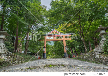 神社內綠樹成蔭的鳥居 118924024