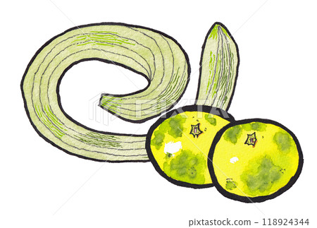 手繪水彩畫（圖畫信）《蛇瓜》《早橘》 118924344