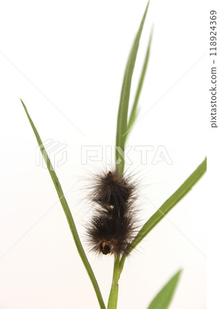 Caterpillar on Plants in Organic Garden Rural East Texas Caterpillar on Plants in Organic Garden Rural East Texas 118924369
