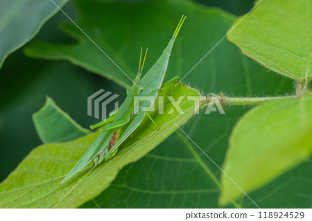 Atractomorpha lata 交配 118924529