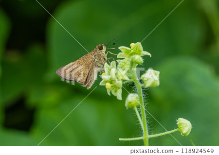 A German Skipper sucking nectar from a flower A German Skipper sucking nectar from a flower 118924549