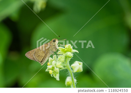 A German Skipper sucking nectar from a flower A German Skipper sucking nectar from a flower 118924550