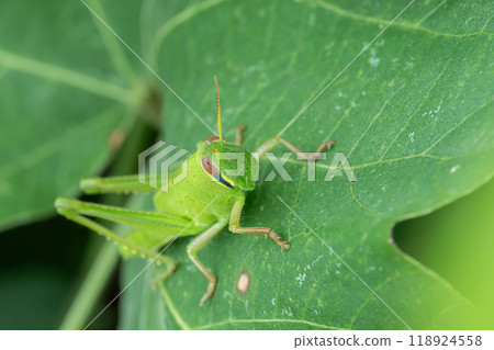 Tsushimi（幼蟲） 118924558